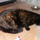 Junge Katze
