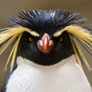 PA_Felsenpinguin.jpg