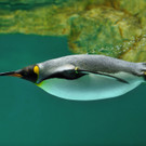 PA_Koenigspinguin.jpg