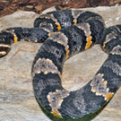 Mexikanische Mokassin-Ottern im Wiener Haus des Meeres