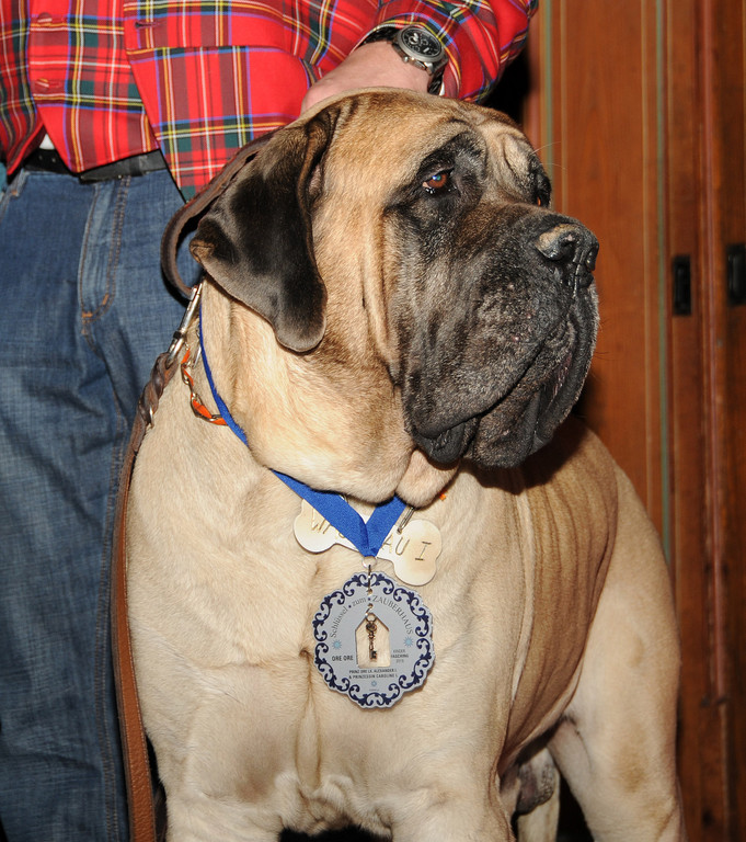 Gumpiger Bregenz 04-02-2016 230.jpg