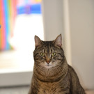Kater Sanjo vermisst!