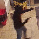 08_02_2016 - PI Perchtoldsdorf_ Foto 2.jpg