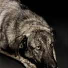 Musgo_jpg-1455023936.jpg