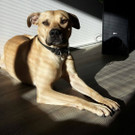 Simba_jpg-1455027040.jpg