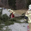 FW Rweil Baum Stra__e 02.jpg