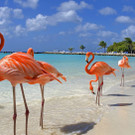aruba.jpg