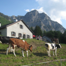 IMG_7207_JPG-1276431512