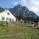 IMG_7208_JPG-1276431539