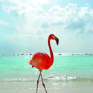 aruba.jpg