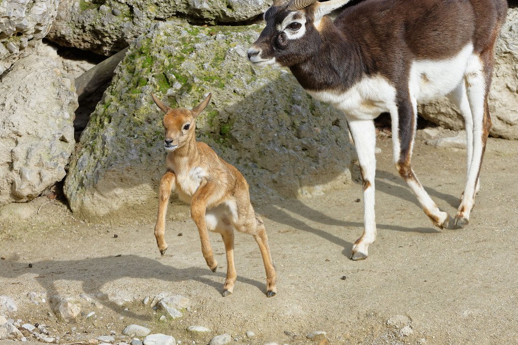 PA_Hirschziegenantilope.jpg