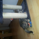 Katze Lilli