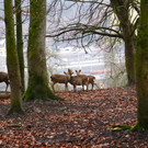 KOE_Wildpark News 2016-Feb 7.jpg