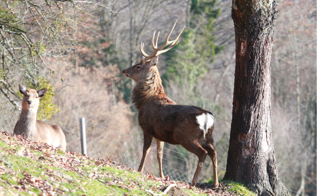 KOE_Wildpark News 2016-Feb 9.jpg