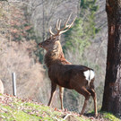 KOE_Wildpark News 2016-Feb 9.jpg