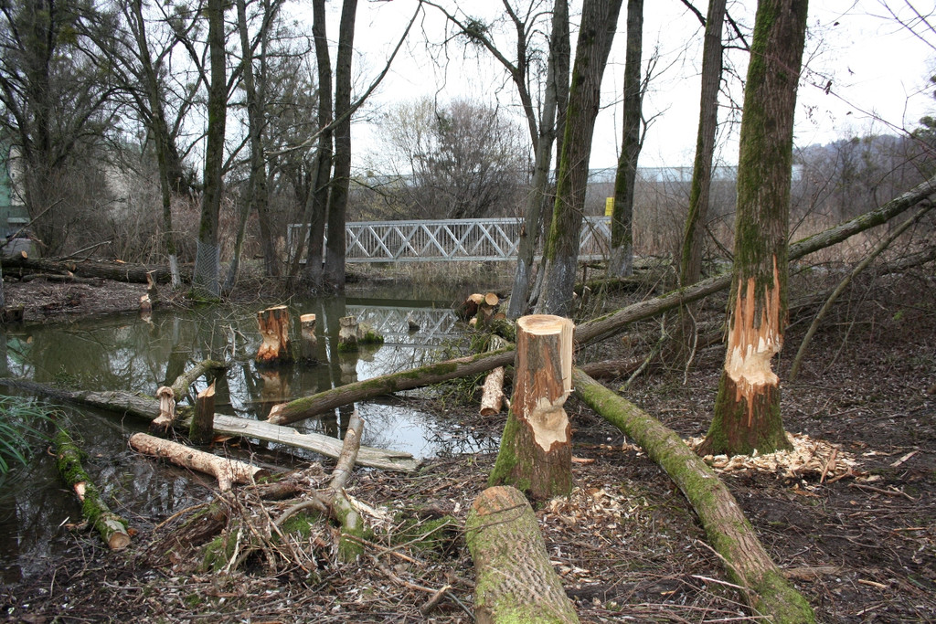 Biber am See M__hlebach H__rbranz FEB 2016 _14_.JPG