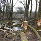 Biber am See M__hlebach H__rbranz FEB 2016 _14_.JPG