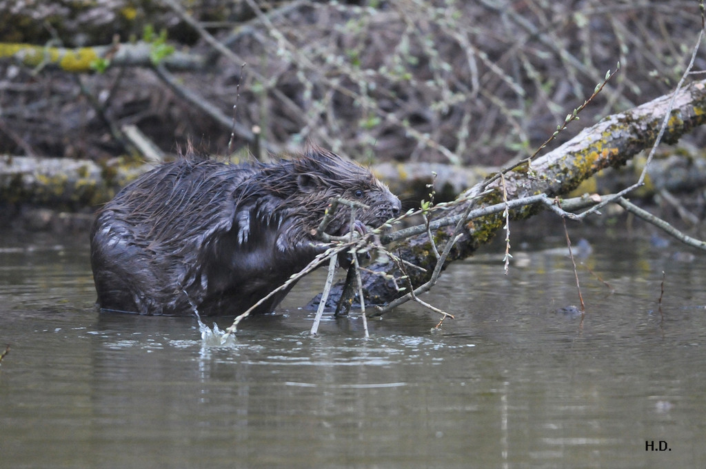 Biber am See M__hlebach H__rbranz FEB 2016 _25_.jpg