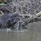 Biber am See M__hlebach H__rbranz FEB 2016 _25_.jpg