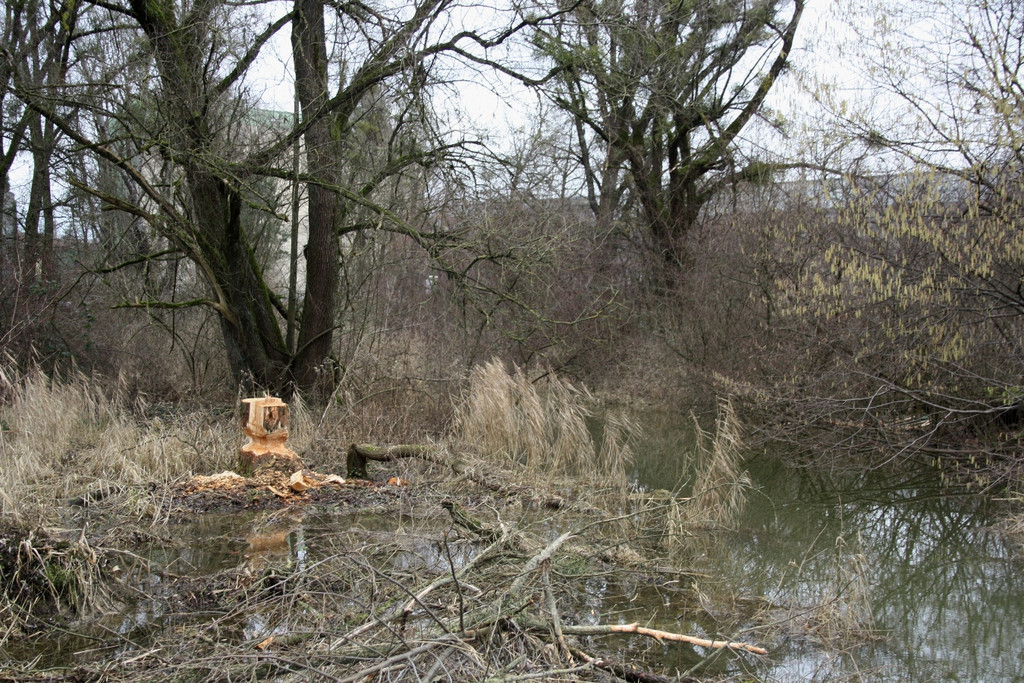 Biber am See M__hlebach H__rbranz FEB 2016 _4_.JPG