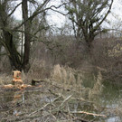 Biber am See M__hlebach H__rbranz FEB 2016 _4_.JPG