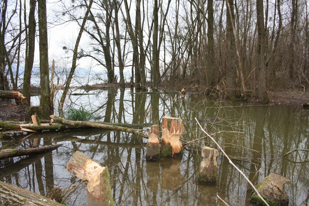 Biber am See M__hlebach H__rbranz FEB 2016 _9_.JPG