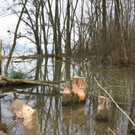 Biber am See M__hlebach H__rbranz FEB 2016 _9_.JPG