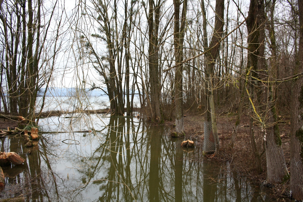 Biber am See M__hlebach H__rbranz FEB 2016 _7_.JPG