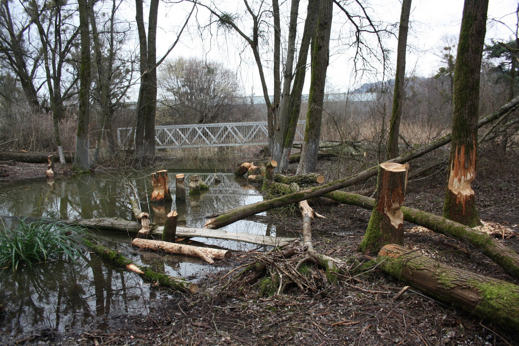 Biber am See M__hlebach H__rbranz FEB 2016 _15_.JPG