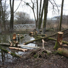 Biber am See M__hlebach H__rbranz FEB 2016 _15_.JPG