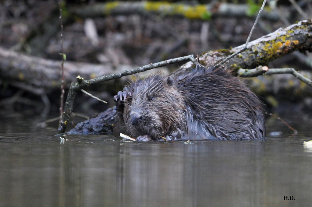 Biber am See M__hlebach H__rbranz FEB 2016 _26_.jpg