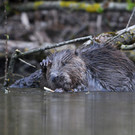 Biber am See M__hlebach H__rbranz FEB 2016 _26_.jpg