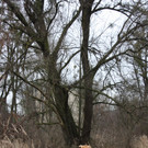Biber am See M__hlebach H__rbranz FEB 2016 _5_.JPG