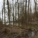Biber am See M__hlebach H__rbranz FEB 2016 _8_.JPG