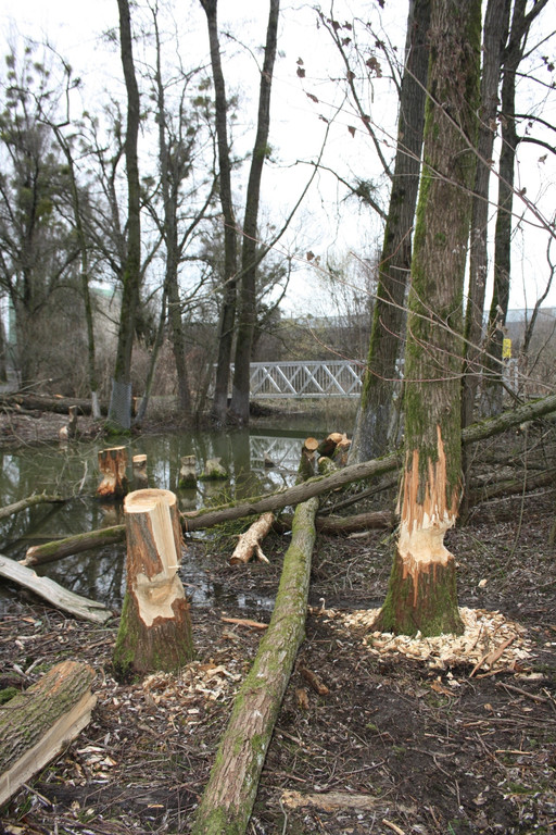 Biber am See M__hlebach H__rbranz FEB 2016 _11_.JPG