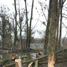 Biber am See M__hlebach H__rbranz FEB 2016 _11_.JPG