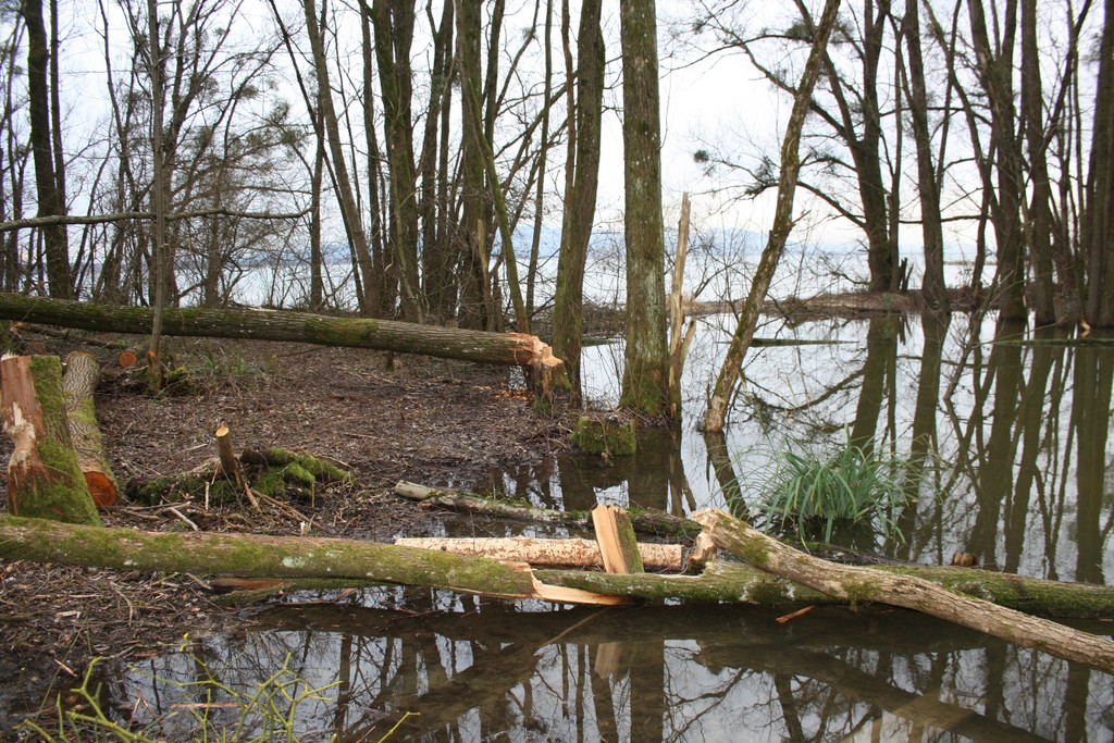 Biber am See M__hlebach H__rbranz FEB 2016 _10_.JPG