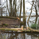Biber am See M__hlebach H__rbranz FEB 2016 _10_.JPG
