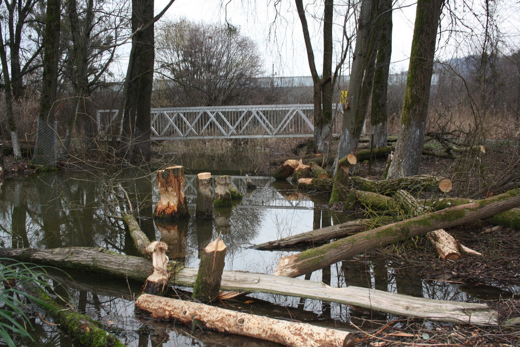 Biber am See M__hlebach H__rbranz FEB 2016 _13_.JPG