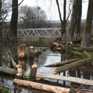 Biber am See M__hlebach H__rbranz FEB 2016 _13_.JPG
