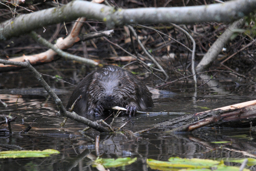 Biber am See M__hlebach H__rbranz FEB 2016 _24_.JPG