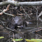 Biber am See M__hlebach H__rbranz FEB 2016 _24_.JPG
