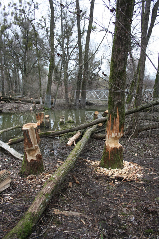 Biber am See M__hlebach H__rbranz FEB 2016 _16_.JPG