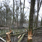 Biber am See M__hlebach H__rbranz FEB 2016 _16_.JPG