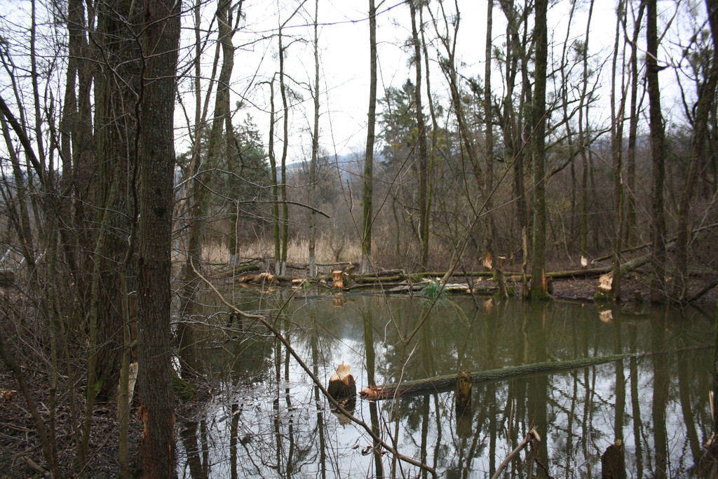 Biber am See M__hlebach H__rbranz FEB 2016 _17_.JPG