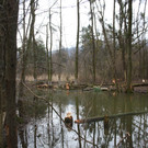 Biber am See M__hlebach H__rbranz FEB 2016 _17_.JPG