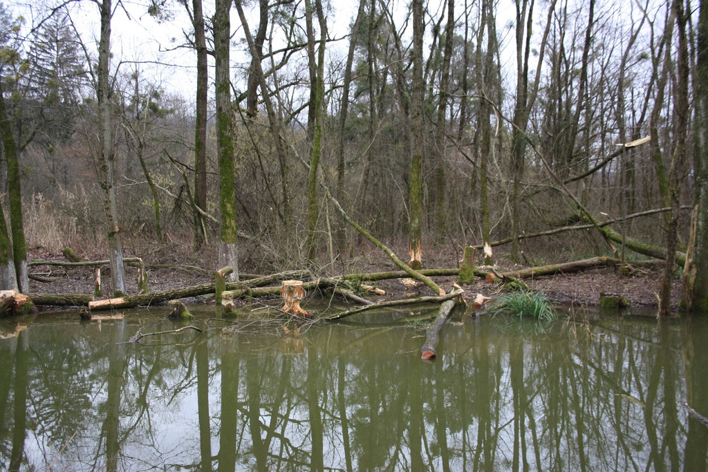 Biber am See M__hlebach H__rbranz FEB 2016 _18_.JPG