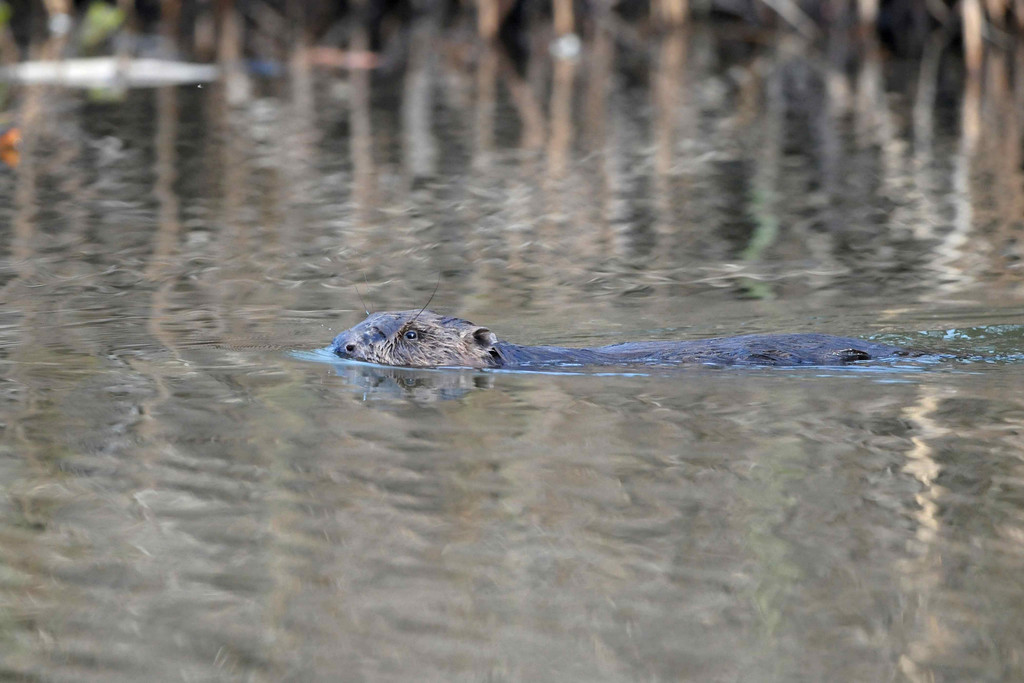 Biber am See M__hlebach H__rbranz FEB 2016 _23_.jpg