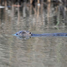 Biber am See M__hlebach H__rbranz FEB 2016 _23_.jpg