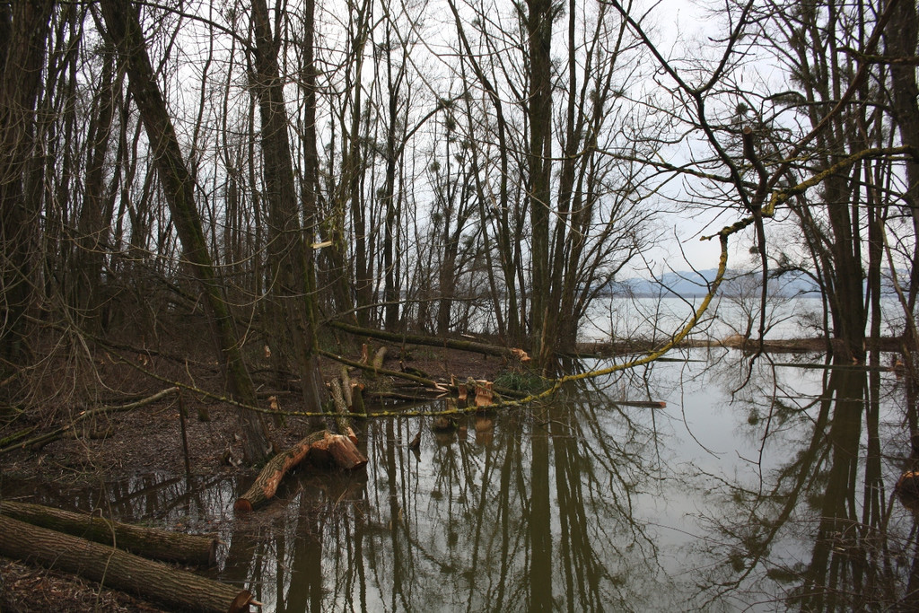Biber am See M__hlebach H__rbranz FEB 2016 _6_.JPG